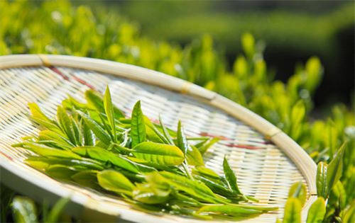 茶葉過(guò)期了還能喝嗎1