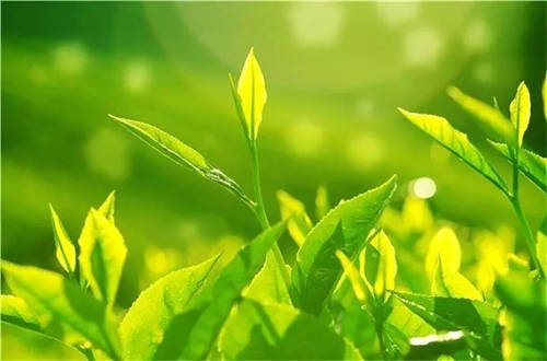 茶葉過(guò)期了還能喝嗎2