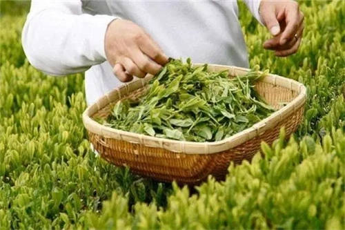 茶葉過(guò)期了還能喝嗎3